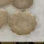 نمای نزدیک از پیش دستی